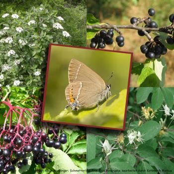 Infoblatt zur Schmetterlings-Hecke